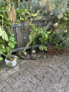 Vi hittade ett kreativt konstverk med skor och växter på vingårdens ställplats